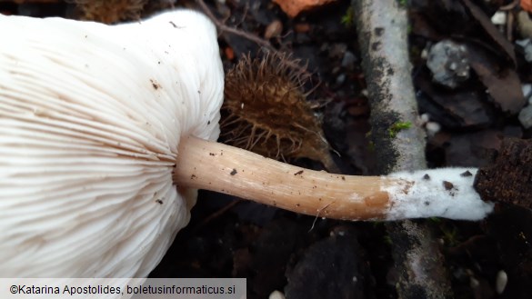 Melanoleuca melaleuca