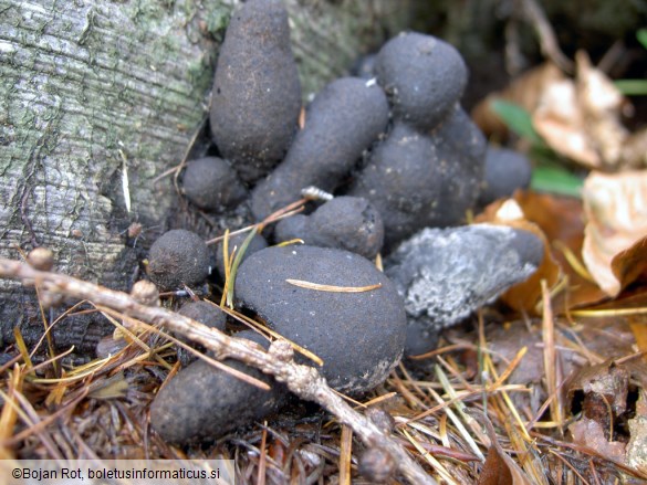 Xylaria polymorpha