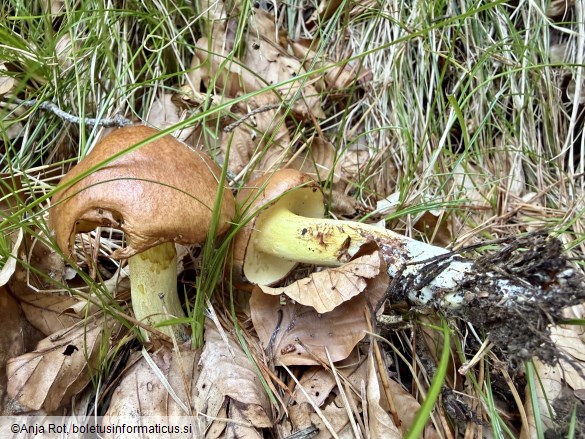 Suillus granulatus