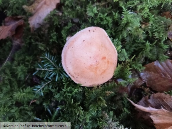 Hygrophorus pudorinus