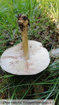 Pluteus cervinus