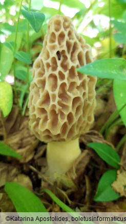 Morchella esculenta