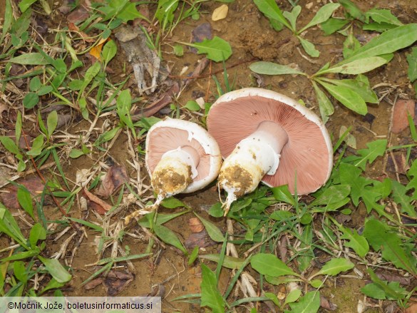 Agaricus bresadolanus