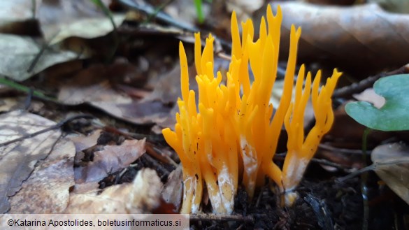 Calocera viscosa