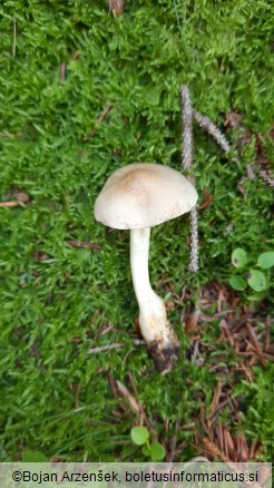 Tricholoma inamoenum