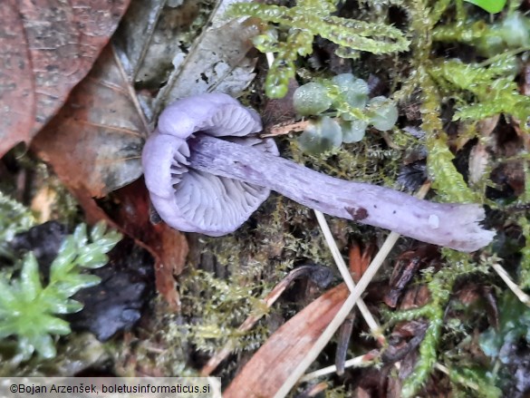 Inocybe geophylla var. lilacina