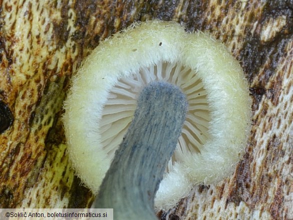 Entoloma alnetorum