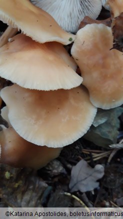 Collybia dryophila var. aquosa