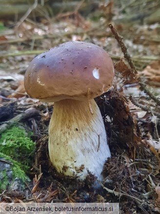 Boletus edulis