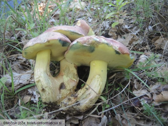 Butyriboletus pseudoregius