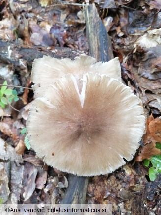 Megacollybia platyphylla