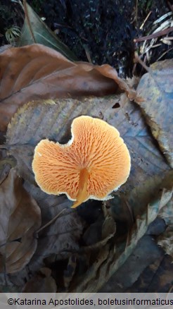 Hygrophoropsis aurantiaca