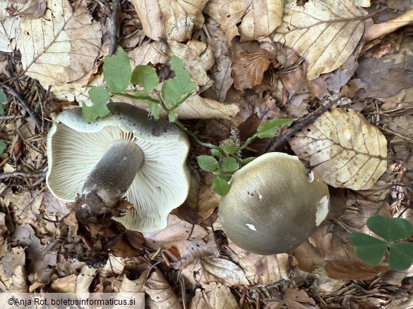 Tricholoma saponaceum