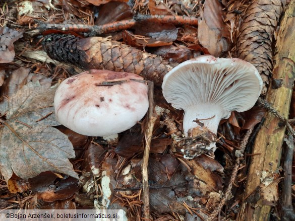 Hygrophorus erubescens