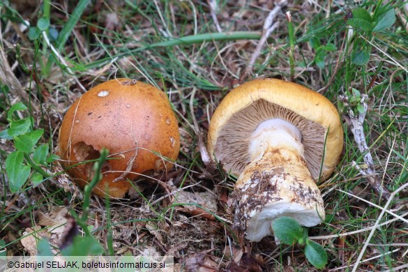Cortinarius subvalidus