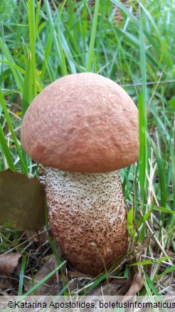 Leccinum quercinum