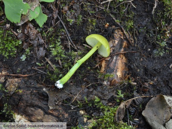 Entoloma incanum