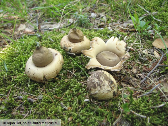 Geastrum fimbriatum