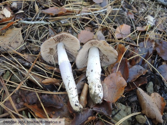 Cortinarius elatior