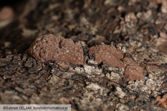 Hypoxylon perforatum