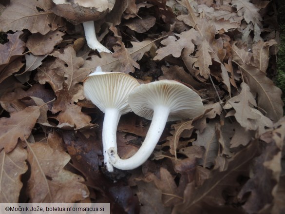 Hygrophorus arbustivus