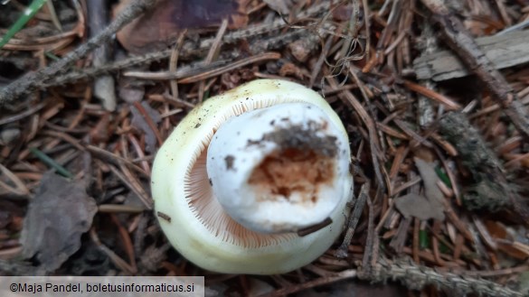 Russula violeipes