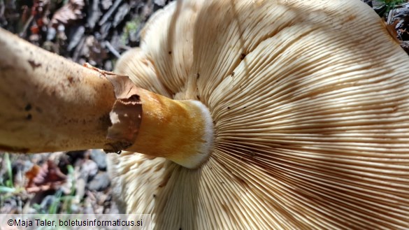 Phaeolepiota aurea