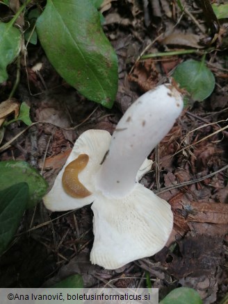 Russula vesca