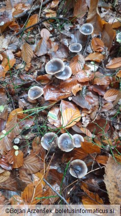 Rhodocollybia butyracea