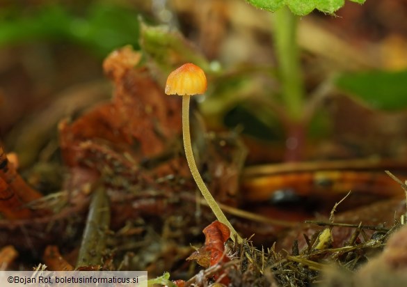 Mycena acicula
