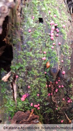 Lycogala exiguum