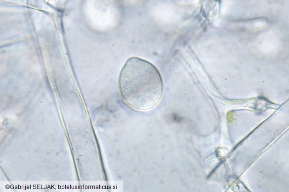 Plasmopara obducens