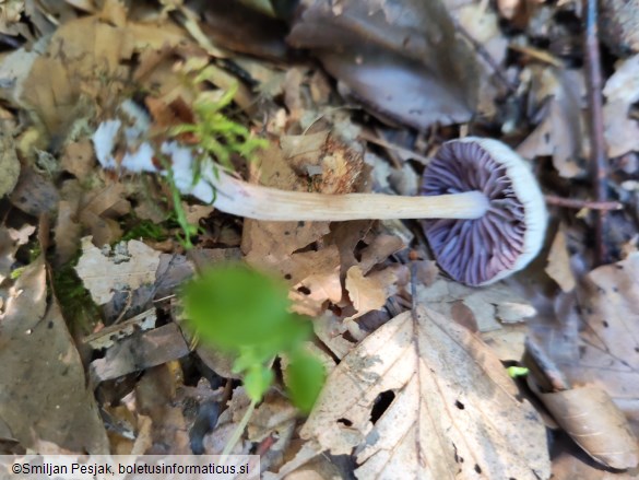 Laccaria amethystina
