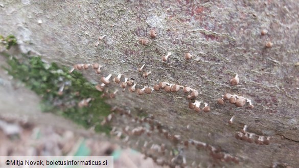 Phleogena faginea