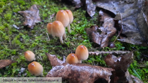 Coprinellus micaceus