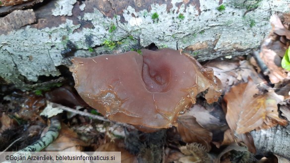 Auricularia auricula-judae