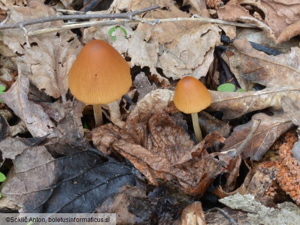 Conocybe ochrostriata var. favrei