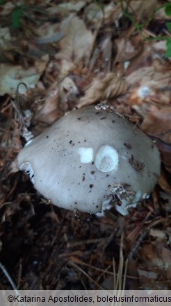 Amanita excelsa