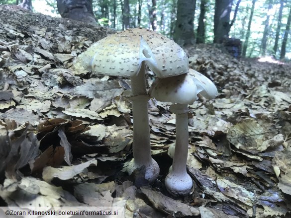 Amanita rubescens