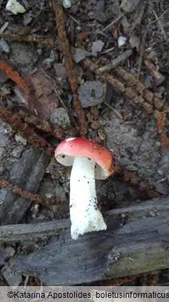 Russula emetica