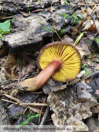 Phylloporus pelletieri