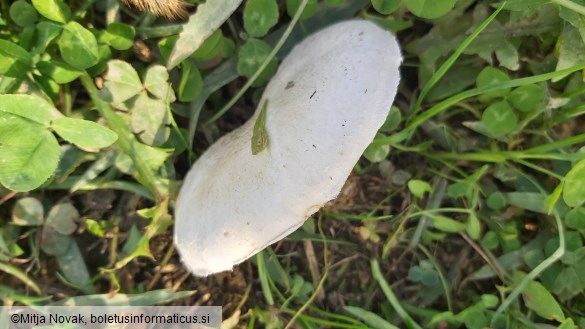 Agaricus campestris