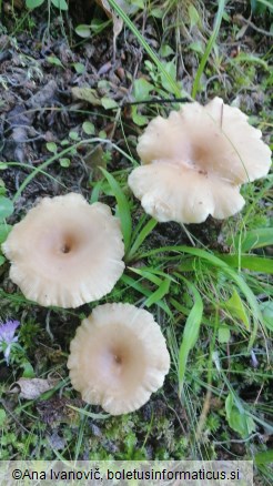 Clitocybe costata