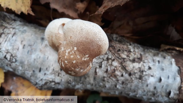 Piptoporus betulinus