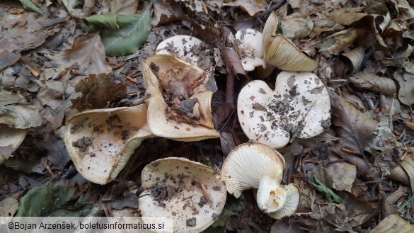 Lactarius illyricus