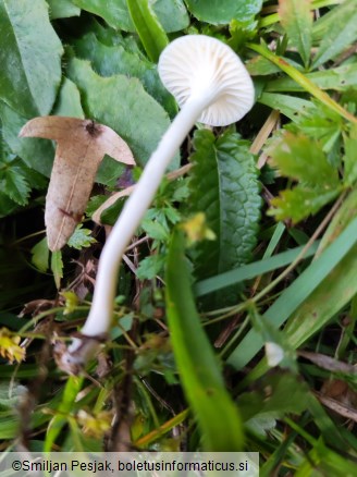 Cuphophyllus virgineus