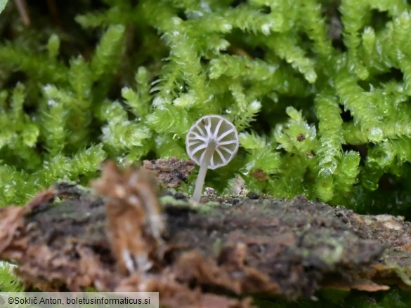 Entoloma rhodocylix