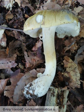 Tricholoma sejunctum