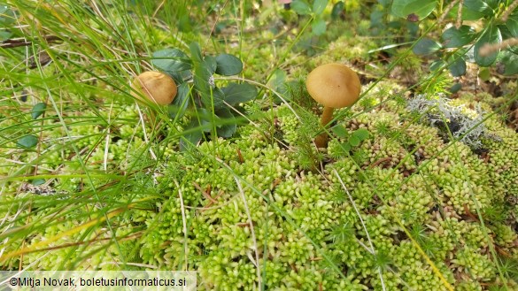 Cortinarius chrysolitus