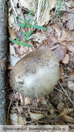 Amanita excelsa